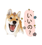 柴犬マンゴーガール3-日本語（個別スタンプ：1）