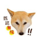 柴犬マンゴーガール3-日本語（個別スタンプ：3）