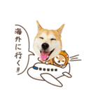 柴犬マンゴーガール3-日本語（個別スタンプ：6）