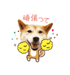 柴犬マンゴーガール3-日本語（個別スタンプ：7）