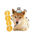 柴犬マンゴーガール3-日本語（個別スタンプ：9）