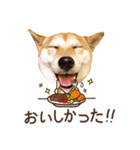 柴犬マンゴーガール3-日本語（個別スタンプ：10）