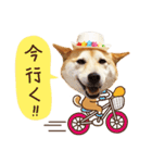 柴犬マンゴーガール3-日本語（個別スタンプ：11）
