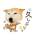 柴犬マンゴーガール3-日本語（個別スタンプ：13）