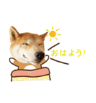 柴犬マンゴーガール3-日本語（個別スタンプ：15）