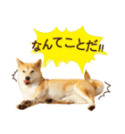 柴犬マンゴーガール3-日本語（個別スタンプ：17）