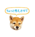 柴犬マンゴーガール3-日本語（個別スタンプ：18）