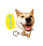 柴犬マンゴーガール3-日本語（個別スタンプ：19）