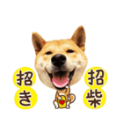 柴犬マンゴーガール3-日本語（個別スタンプ：20）