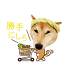 柴犬マンゴーガール3-日本語（個別スタンプ：21）