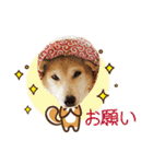 柴犬マンゴーガール3-日本語（個別スタンプ：22）