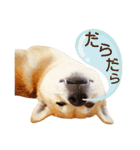 柴犬マンゴーガール3-日本語（個別スタンプ：24）