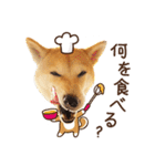 柴犬マンゴーガール3-日本語（個別スタンプ：25）
