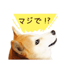 柴犬マンゴーガール3-日本語（個別スタンプ：27）
