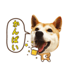 柴犬マンゴーガール3-日本語（個別スタンプ：28）