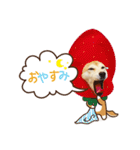 柴犬マンゴーガール3-日本語（個別スタンプ：30）