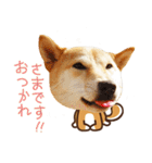柴犬マンゴーガール3-日本語（個別スタンプ：31）