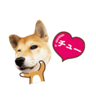 柴犬マンゴーガール3-日本語（個別スタンプ：32）