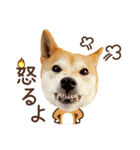 柴犬マンゴーガール3-日本語（個別スタンプ：33）
