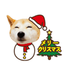 柴犬マンゴーガール3-日本語（個別スタンプ：34）