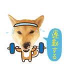 柴犬マンゴーガール3-日本語（個別スタンプ：35）