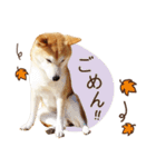 柴犬マンゴーガール3-日本語（個別スタンプ：36）