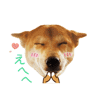 柴犬マンゴーガール3-日本語（個別スタンプ：37）