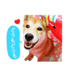 柴犬マンゴーガール3-日本語（個別スタンプ：38）