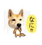 柴犬マンゴーガール3-日本語（個別スタンプ：39）
