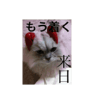 ラムとフレディ（個別スタンプ：2）