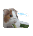 モルモットのめいちゃん（個別スタンプ：1）