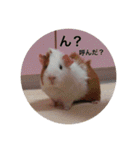 モルモットのめいちゃん（個別スタンプ：2）