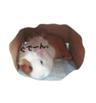 モルモットのめいちゃん（個別スタンプ：3）