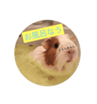 モルモットのめいちゃん（個別スタンプ：6）