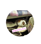 モルモットのめいちゃん（個別スタンプ：11）