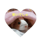 モルモットのめいちゃん（個別スタンプ：12）