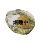モルモットのめいちゃん（個別スタンプ：13）