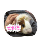 モルモットのめいちゃん（個別スタンプ：14）