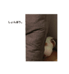 モルモットのめいちゃん（個別スタンプ：15）