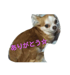 ラブとルル（個別スタンプ：3）