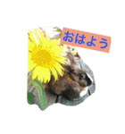 パナーニ（個別スタンプ：3）