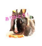 パナーニ（個別スタンプ：4）