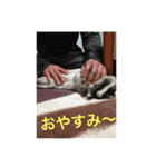 パナーニ（個別スタンプ：5）