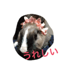パナーニ（個別スタンプ：11）