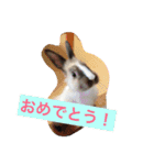 パナーニ（個別スタンプ：14）