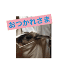 パナーニ（個別スタンプ：16）