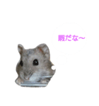 ハムハムすたんぷ（個別スタンプ：14）