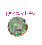 ハムハムすたんぷ（個別スタンプ：16）