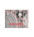 ちわぱぐ（個別スタンプ：1）