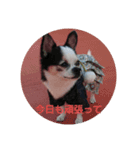 ちわぱぐ（個別スタンプ：4）